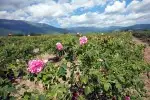 Private day tour from Sunny beach to Valley of Roses, Buzludzha and Tomb of Thracian Kings